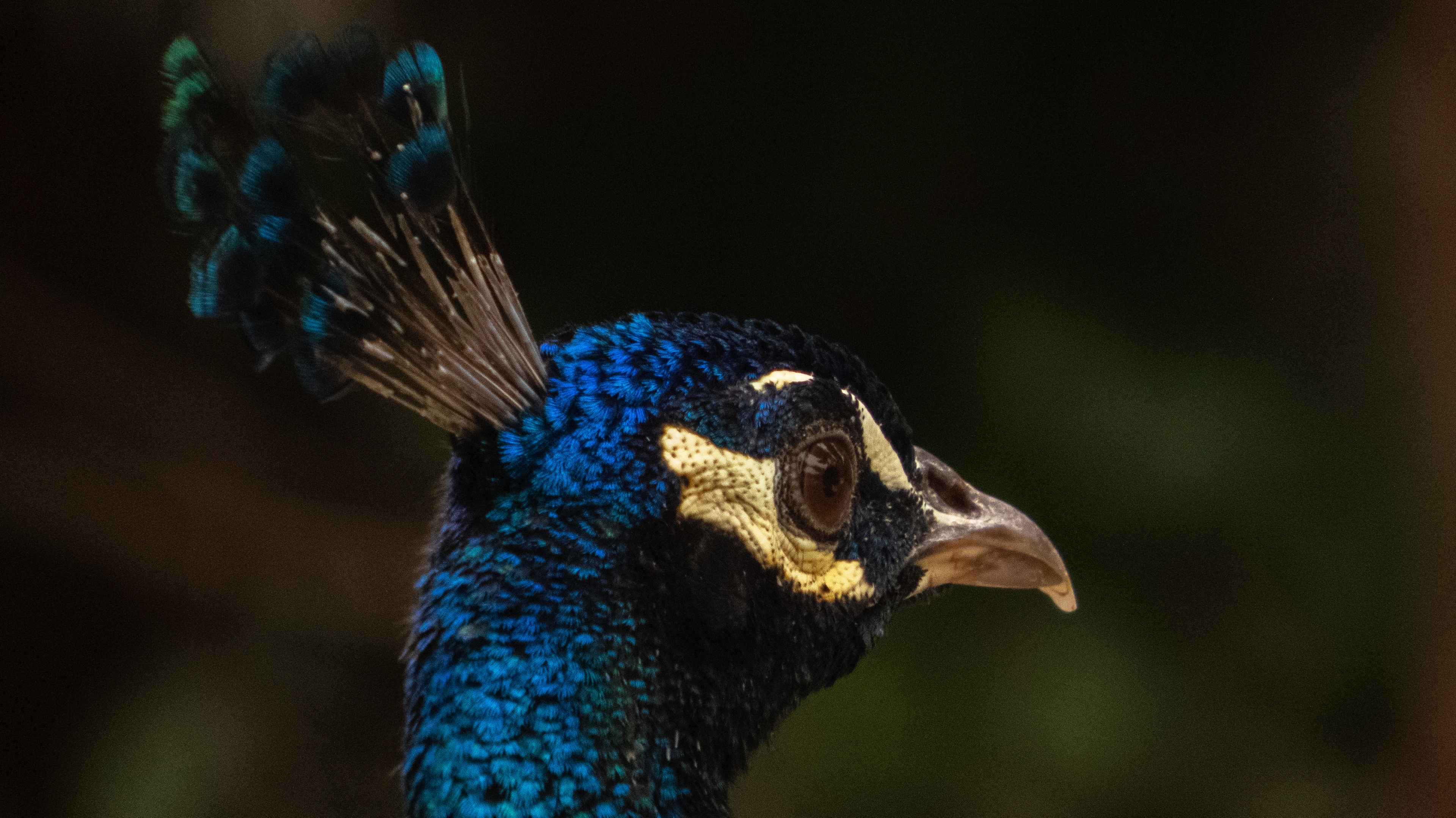 Company d'estudis 📚🦃