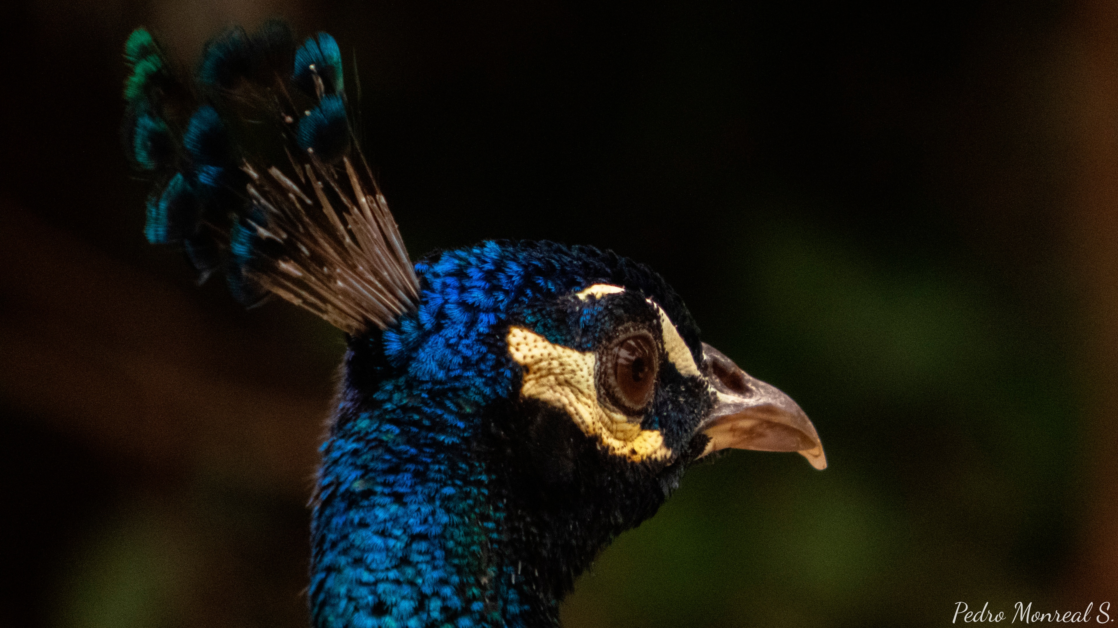 Company d'estudis 📚🦃